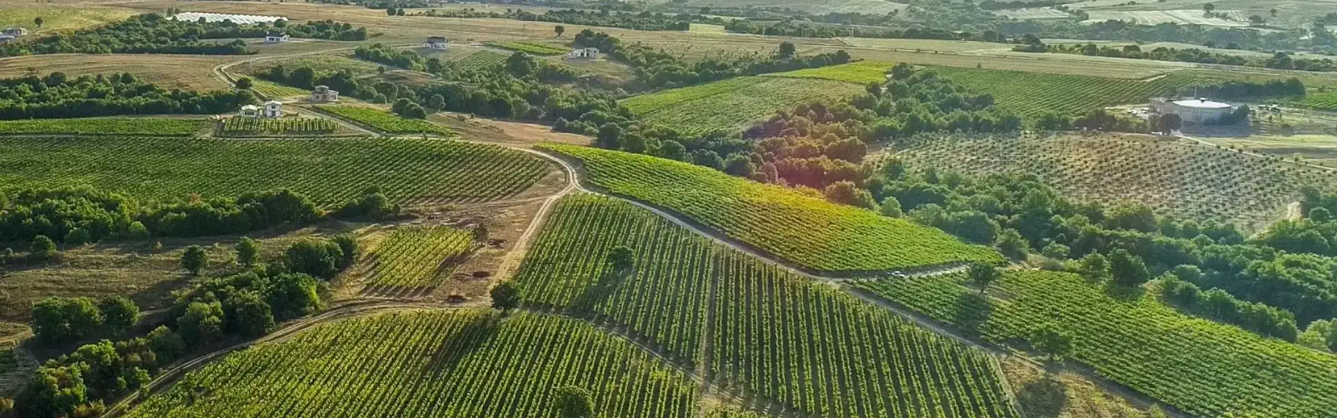Turkey Vineyard Route: A Unique Experience for Wine and Nature Lovers