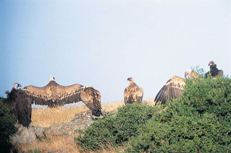 Dadia Ormanı